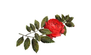 Small red rose for Claire